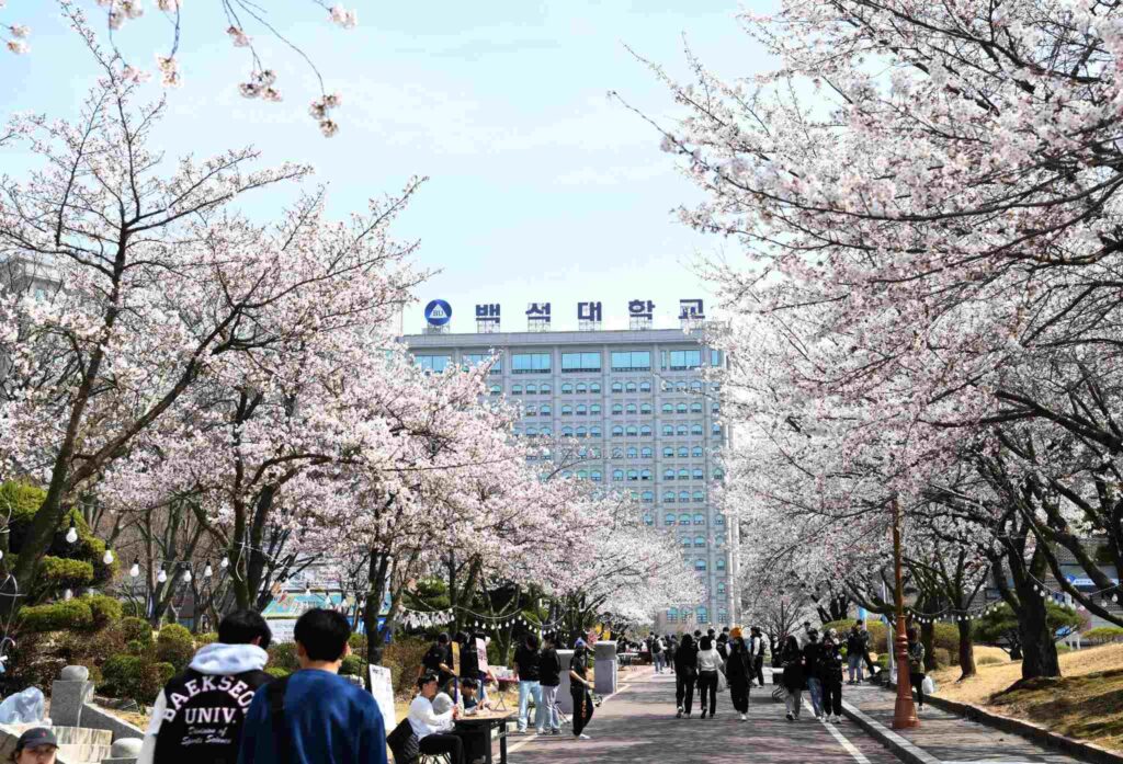 Mùa xuân tại trường đại học Baekseok