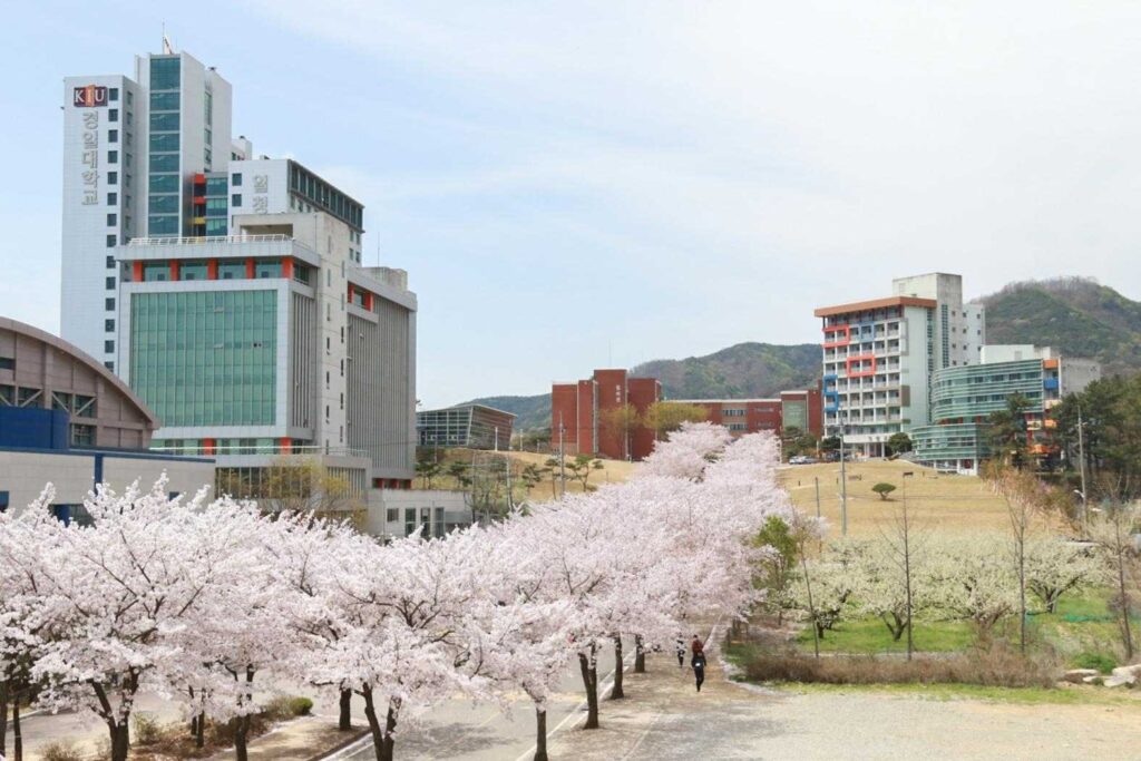 Mùa hoa anh đào tại trường đại học Kyungil Hàn Quốc 
